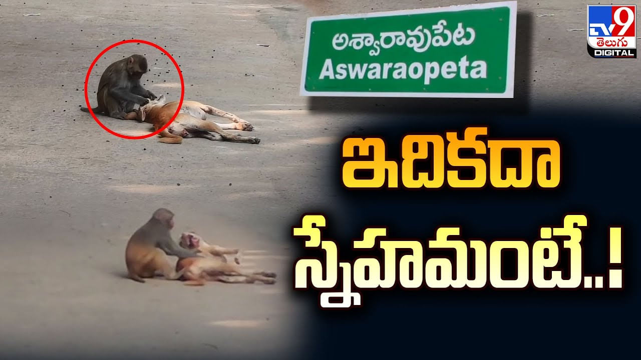 జాతి వైరం మరిచి స్నేహంగా ఉంటున్న మూగజీవులు !!