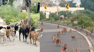 AP News: దానిమ్మ పంటకు సీసీటీవీ కెమెరాలతో హై సెక్యూరిటీ..ఇంతకీ మ్యాటర్ ఏంటంటే?