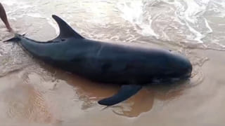 AP News: రౌడీ కోతులు – కేడీ కుక్కలు… వణికిపోతున్న ఆ ఊరు