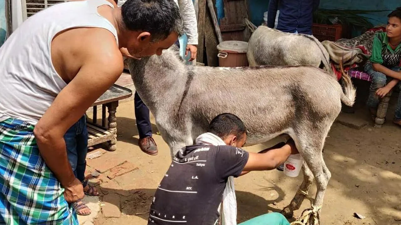 Donkey Milk: చిన్నారులకు గాడిద పాలు ఇవ్వడం మంచిదేనా.. తాగిస్తే ఏమవుతుంది.?