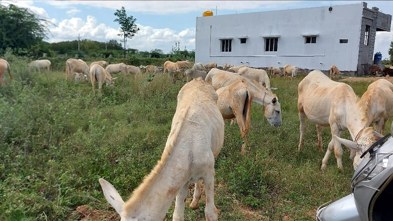 Donkey milk: గాడిద పాలు లీటర్ రూ. 1,600.. నెలకు లక్షల్లో ఆదాయం.. కట్ చేస్తే...