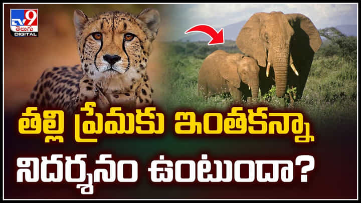Viral Video: తల్లి ప్రేమకు ఇంతకన్నా నిదర్శనం ఉంటుందా.? ఏనుగుల చక్ర వ్యూహం.. Viral Video: తల్లి ప్రేమకు ఇంతకన్నా నిదర్శనం ఉంటుందా.? ఏనుగుల చక్ర వ్యూహం..