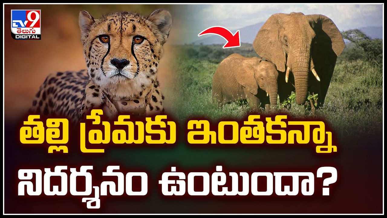 Viral Video: తల్లి ప్రేమకు ఇంతకన్నా నిదర్శనం ఉంటుందా.? ఏనుగుల చక్ర వ్యూహం..