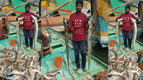 AP News: అయ్యబాబోయ్.. ఇవేంటి ఇలా ఉన్నాయ్..చేపలా లేక పాములా..?