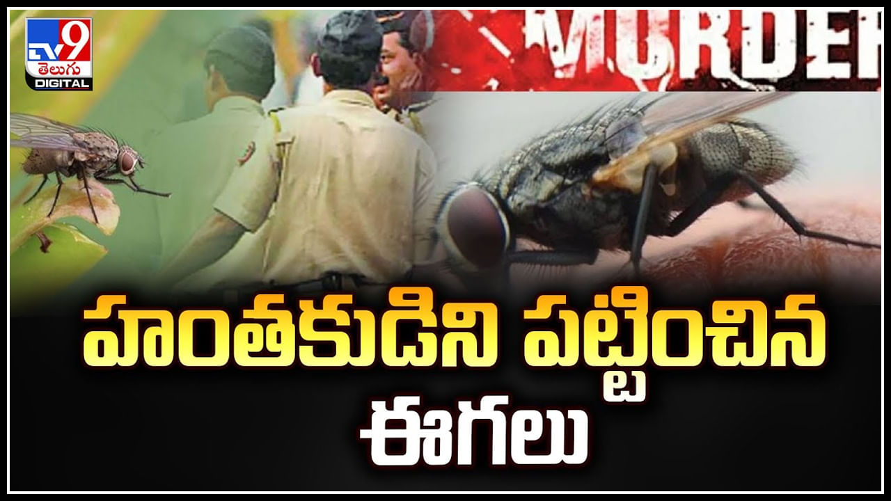 Watch: మర్డర్‌ చేసి తప్పించుకోవాలనుకున్నాడు.. ఈగలు చేసిన పనికి ఇలా దొరికిపోయాడు.!