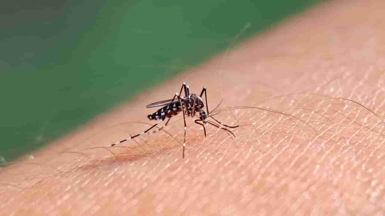 Get Rid of Mosquitoes: నిమ్మకాయతో ఇలా చేస్తే ఇంట్లోకి అస్సలు దోమలే రావు..