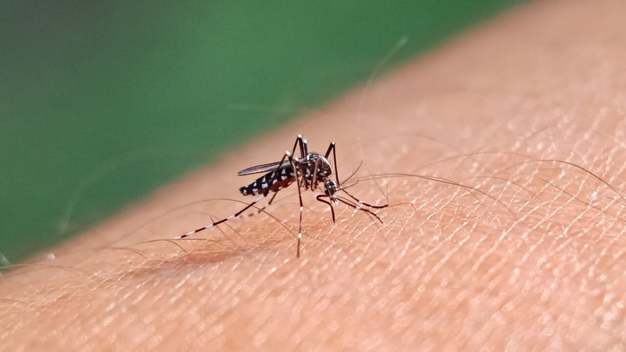 Get Rid of Mosquitoes: నిమ్మకాయతో ఇలా చేస్తే ఇంట్లోకి అస్సలు దోమలే రావు..