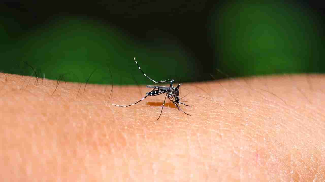 Get Rid of Mosquitoes: దోమలు ఇంట్లోకి రాకుండా ఉండాలంటే.. ఇలా చేస్తే చాలు!