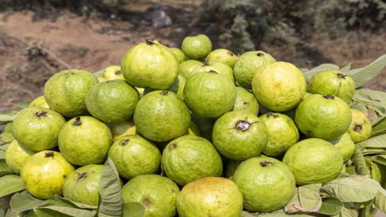 జామపండుపై ఉండే రసాయనాలు అలెర్జీ సమస్యల్ని కలిగిస్తాయి. దీంతో.. అలర్జీ సమస్యలతో బాధపడేవారు జామపండు ఎక్కువగా తినకూడదంటున్నారు. చర్మ వ్యాధులు, శ్వాసకోస వ్యాధులతో బాధపడేవారు జామపండు ఎక్కువగా తినకూడదు. తింటే.. చర్మంపై దద్దుర్లు, మంట, వాపు వంటి లక్షణాలు కనిపించే ప్రమాదముంది. ఇలాంటి సమస్యలు ఉన్నవారు జామపండును మితంగా తీసుకుంటే మంచిదని నిపుణులు చెబుతున్నారు.