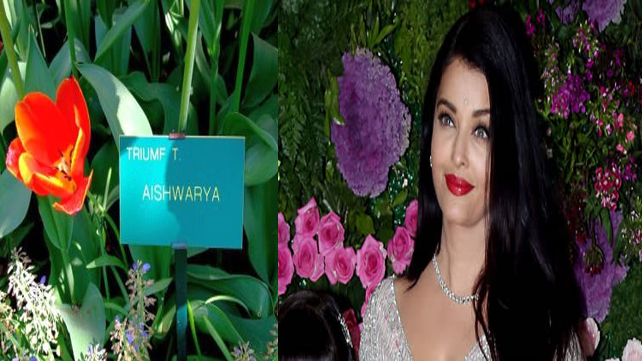 Aishwarya Rai: ఐష్ పుట్టిన రోజు నేడు.. నెదర్లాండ్స్‌లోని ఒక పువ్వుకు ఈ బాలీవుడ్ నటి పేరు..