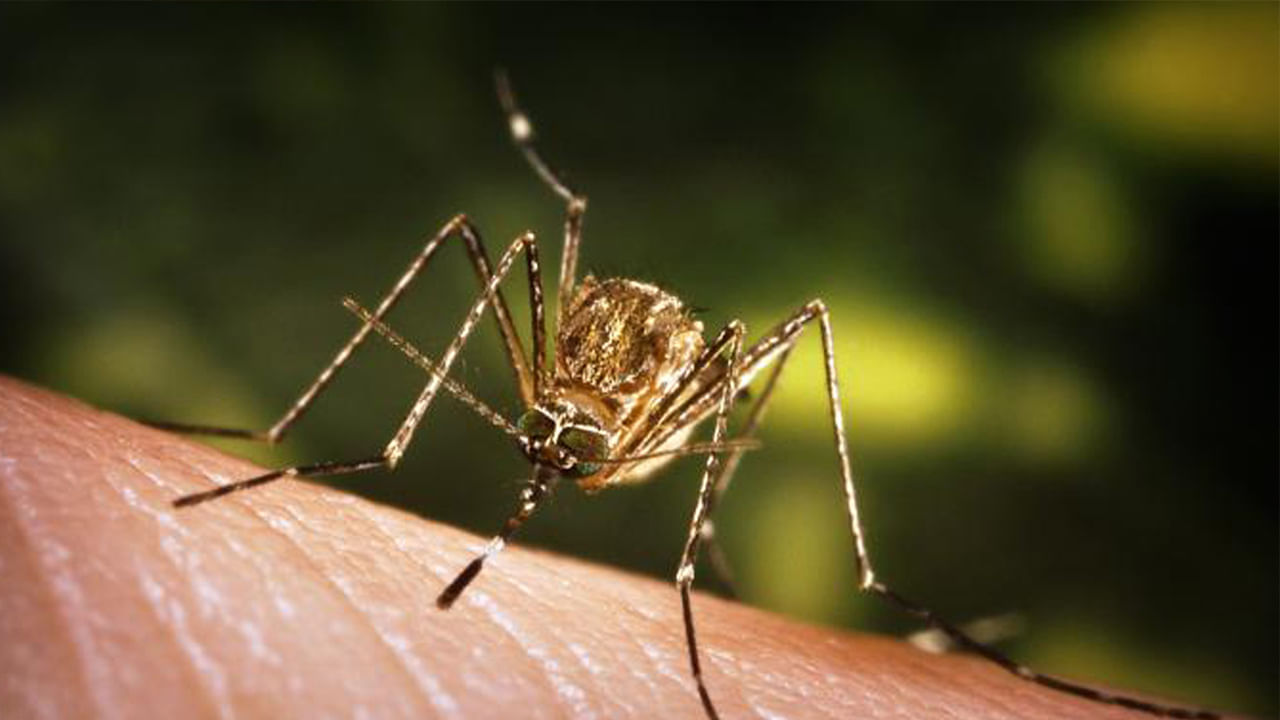 Japanese Encephalitis: వామ్మో.. పదేళ్ల తర్వాత ఢిల్లీలో డేంజరస్ వైరస్ కేసు నిర్ధారణ.. లక్షణాలు ఏమంటే..?