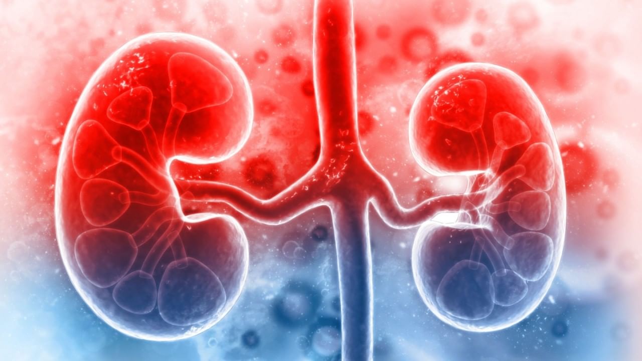 Kidneys Clean 4