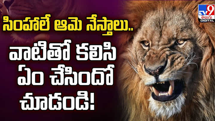 సింహాలే ఆమె నేస్తాలు.. వాటితో కలిసి ఏం చేసిందో చూడండి !! సింహాలే ఆమె నేస్తాలు.. వాటితో కలిసి ఏం చేసిందో చూడండి !!