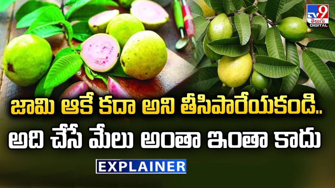 Guava leaves: జామ ఆకే కదా అని తీసిపారేయకండి.. అది చేసే మేలు అంతా ఇంతా కాదు.!