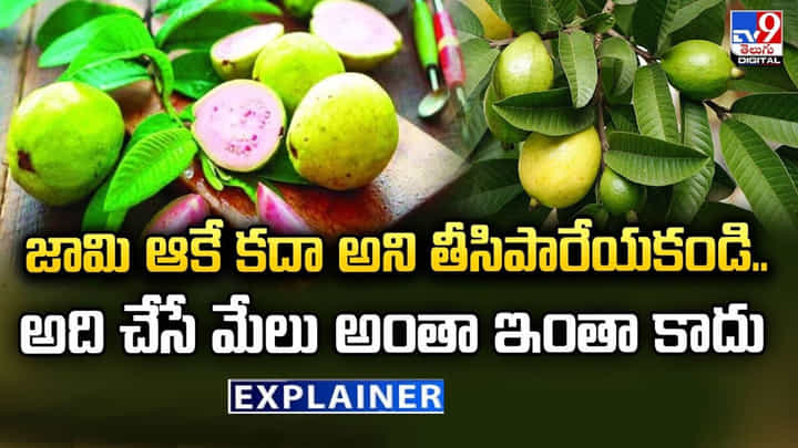 Guava leaves: జామ ఆకే కదా అని తీసిపారేయకండి.. అది చేసే మేలు అంతా ఇంతా కాదు.! Guava leaves: జామ ఆకే కదా అని తీసిపారేయకండి.. అది చేసే మేలు అంతా ఇంతా కాదు.!