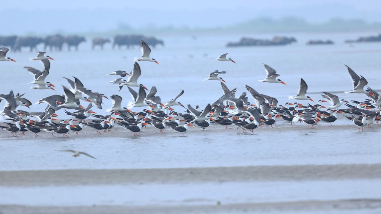 Tourist Place: చల్లని శీతాకాలంలో వలస పక్షుల సందడి.. అబ్బుర పరిచే అందాలు.. మరెక్కడో కాదు..