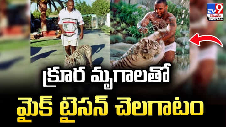 క్రూర మృగాలతో మైక్ టైసన్ చెలగాటం క్రూర మృగాలతో మైక్ టైసన్ చెలగాటం