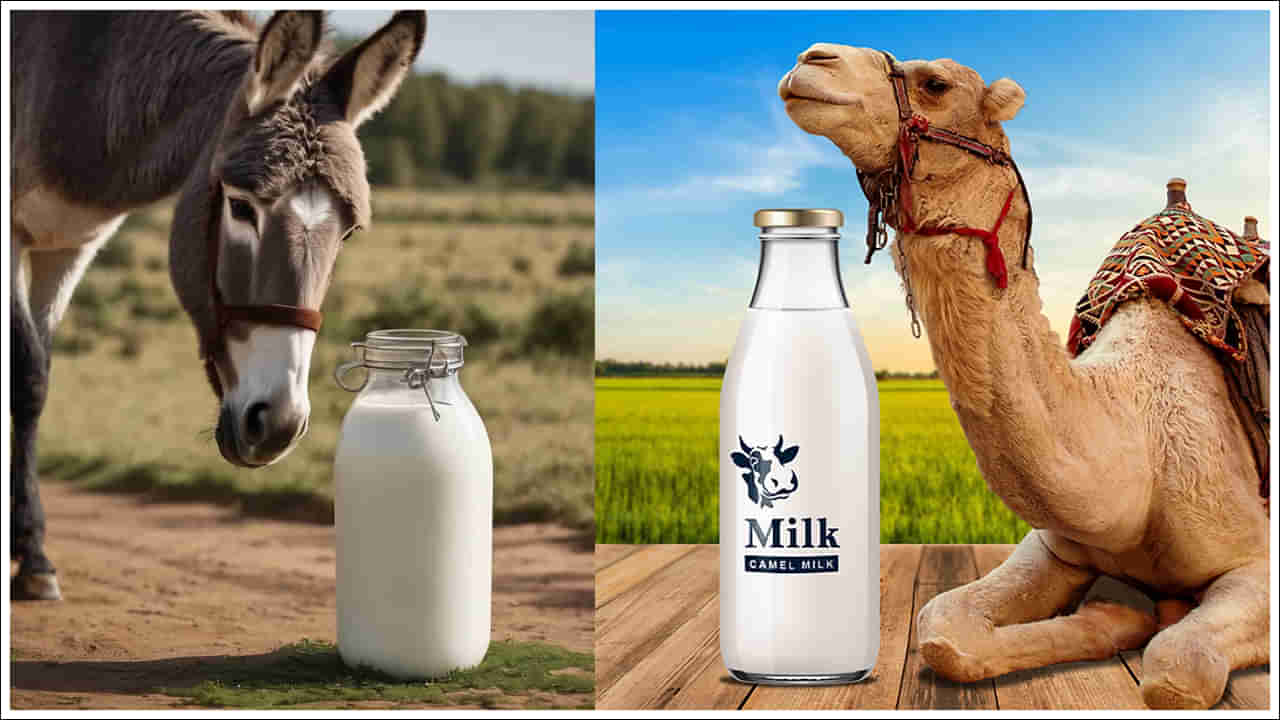 Donkey- Camel Milk: గాడిద - ఒంటె పాలలో ఏది ఖరీదైనది.. వీటిలో ఔషధ గుణాలు ఏంటి?