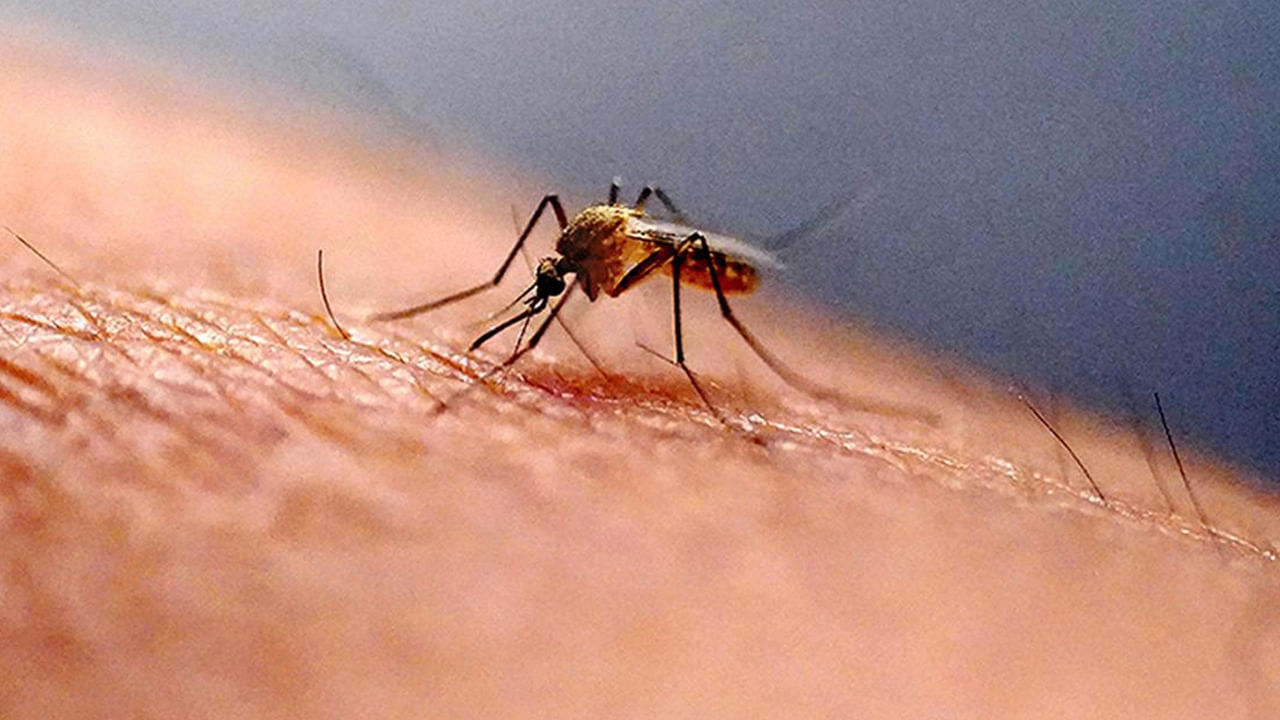 Mosquitos: ఇక రండి చూసుకుందాం.. ఇలా చేస్తే ఒక్క దోమ కూడా ఇంట్లోకి అడుగుపెట్టలేదు..