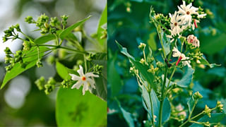 Health News: చలికాలంలో ఆకు కూరలు తినకూడదా.. దీనిలో నిజమెంత..? నిపుణుల సూచన..