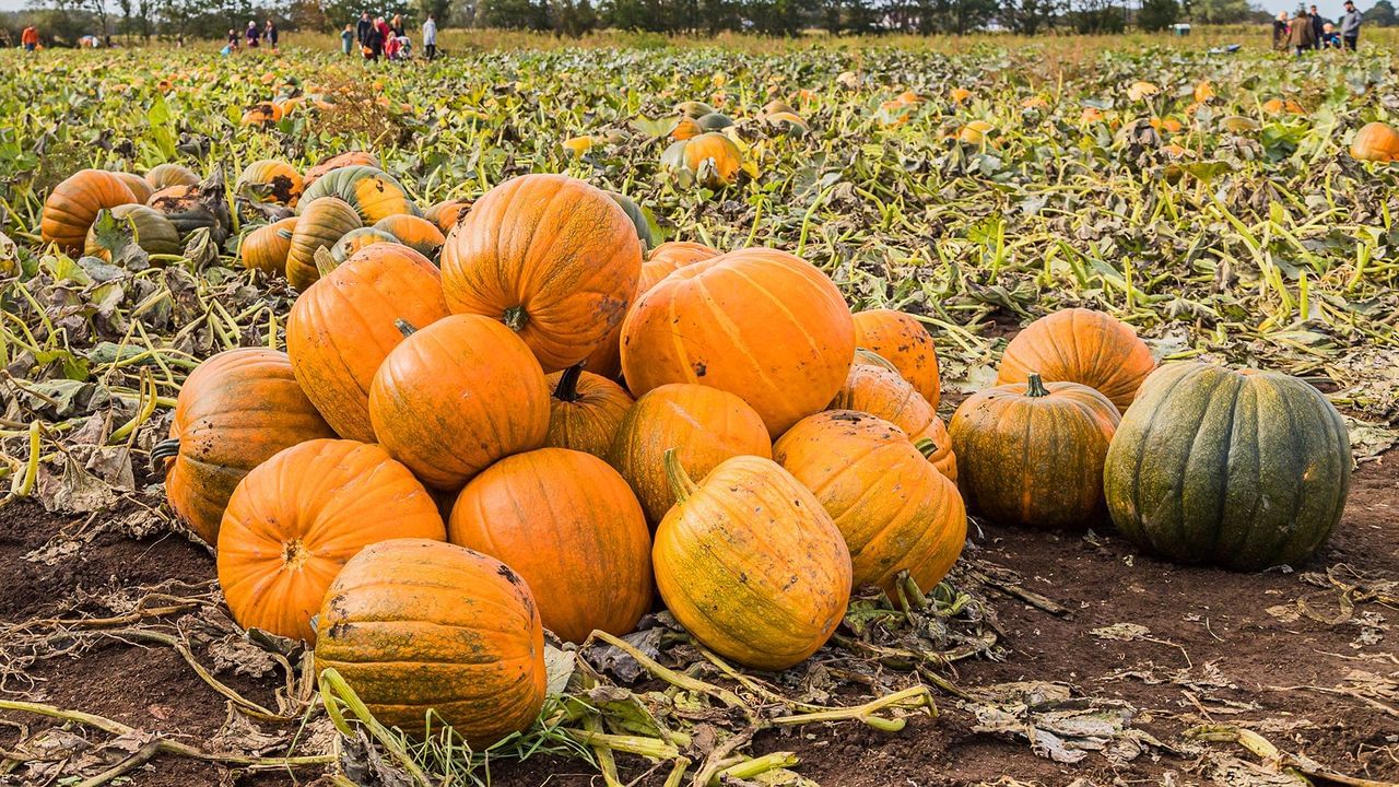 Pumpkin: గుమ్మడి కాయతో గుండె జబ్బులు పరార్.. ఇంకా ఎన్నో!