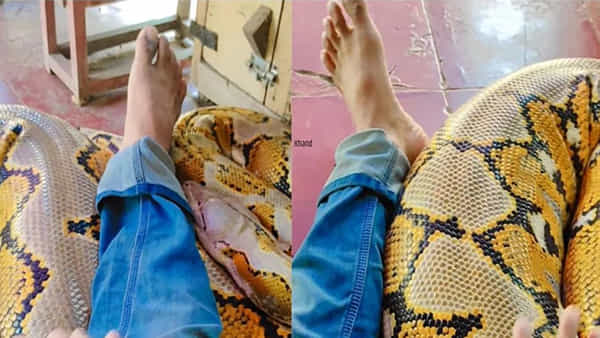 Watch: బాబోయ్.. నీదేం గుండె సామీ..! పైథాన్కు కితకితలెడుతూ పరాచకాలా..?