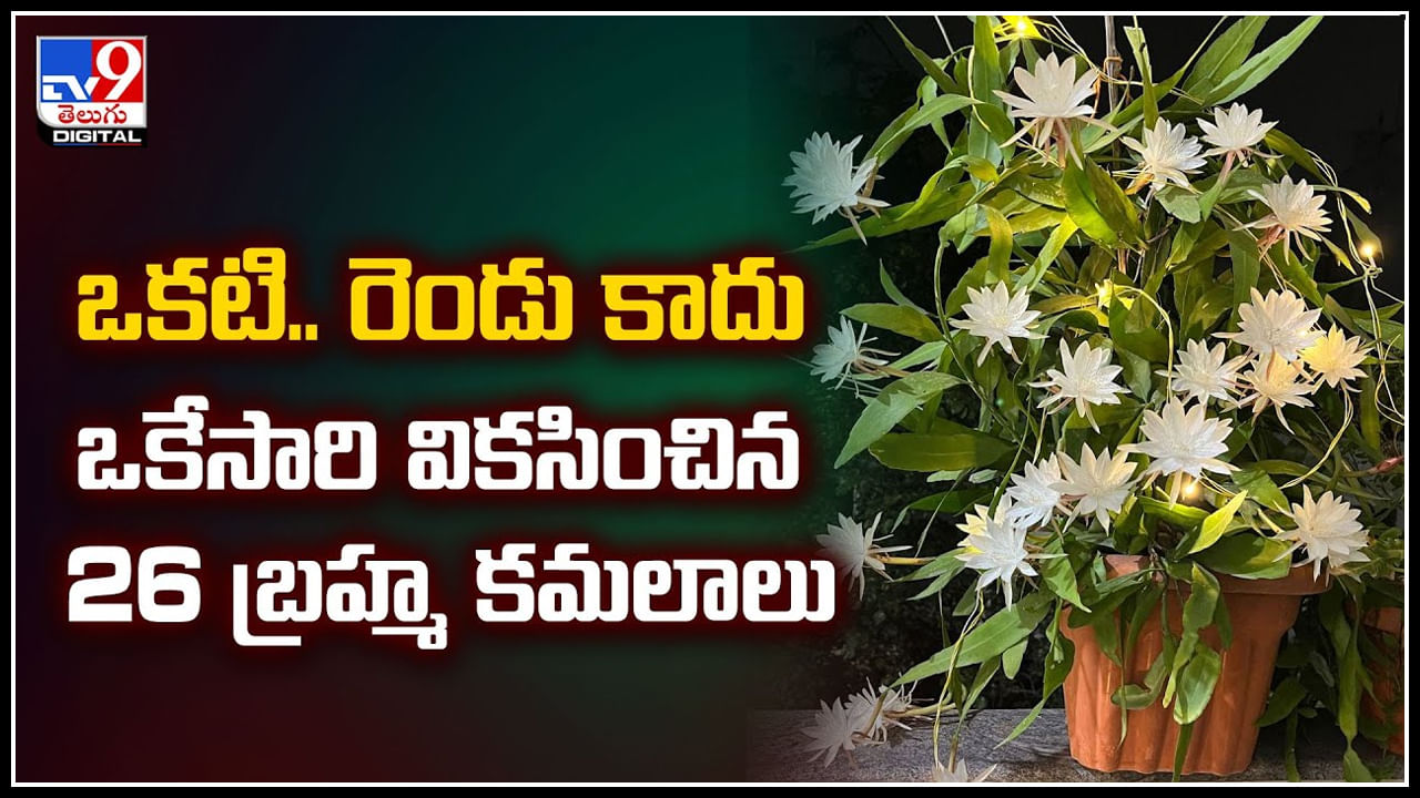 Brahma kamalam: ఒకటి.. రెండు కాదు.. ఒకేసారి వికసించిన 26 బ్రహ్మ కమలాలు.! వీడియో వావ్