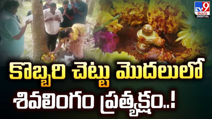 కొబ్బరి చెట్టు మొదలులో శివలింగం ప్రత్యక్షం !! కొబ్బరి చెట్టు మొదలులో శివలింగం ప్రత్యక్షం !!