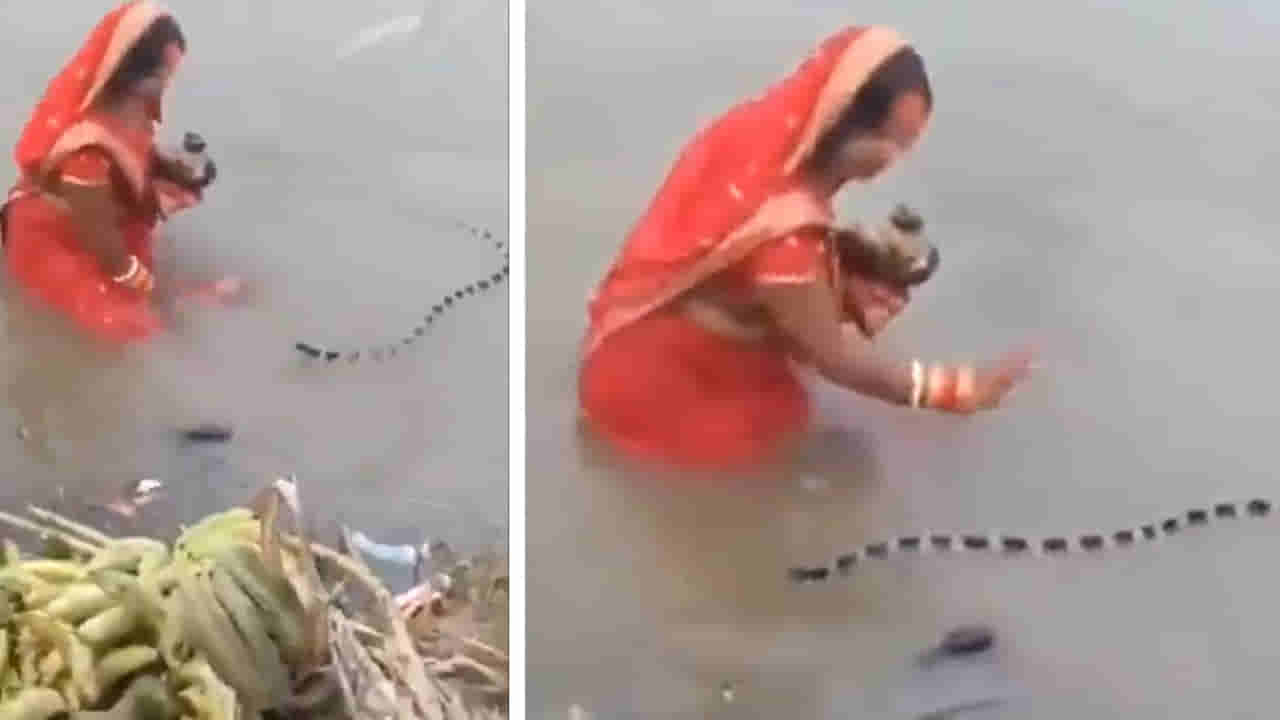 Viral Video: ఈ పాము యమ డేంజర్.. కానీ అక్కను చూడగానే సైడైపోయింది.. వీడియో చూస్తే