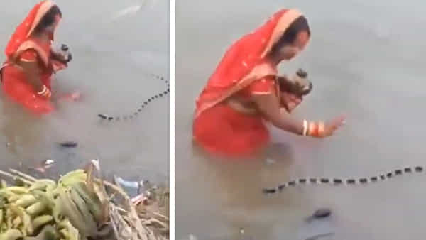 Viral Video: ఈ పాము యమ డేంజర్.. కానీ అక్కను చూడగానే సైడైపోయింది.. వీడియో చూస్తే