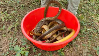 Eluru: కొబ్బరి బొండం సైజులో మారేడుకాయలు.. విస్తుపోతున్న స్థానికులు