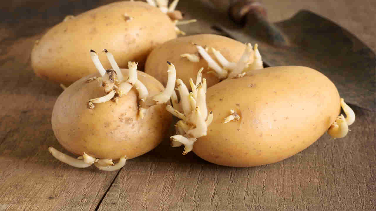 Sprouting Potatoes: మీరూ మొలకెత్తిన బంగాళాదుంపలతో వంట చేస్తున్నారా? ఎంత డేంజరో తెలుసా..