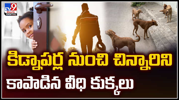 Viral: కిడ్నాపర్ల నుంచి చిన్నారిని వెంటాడి మరీ కాపాడిన వీధి కుక్కలు.. Viral: కిడ్నాపర్ల నుంచి చిన్నారిని వెంటాడి మరీ కాపాడిన వీధి కుక్కలు..