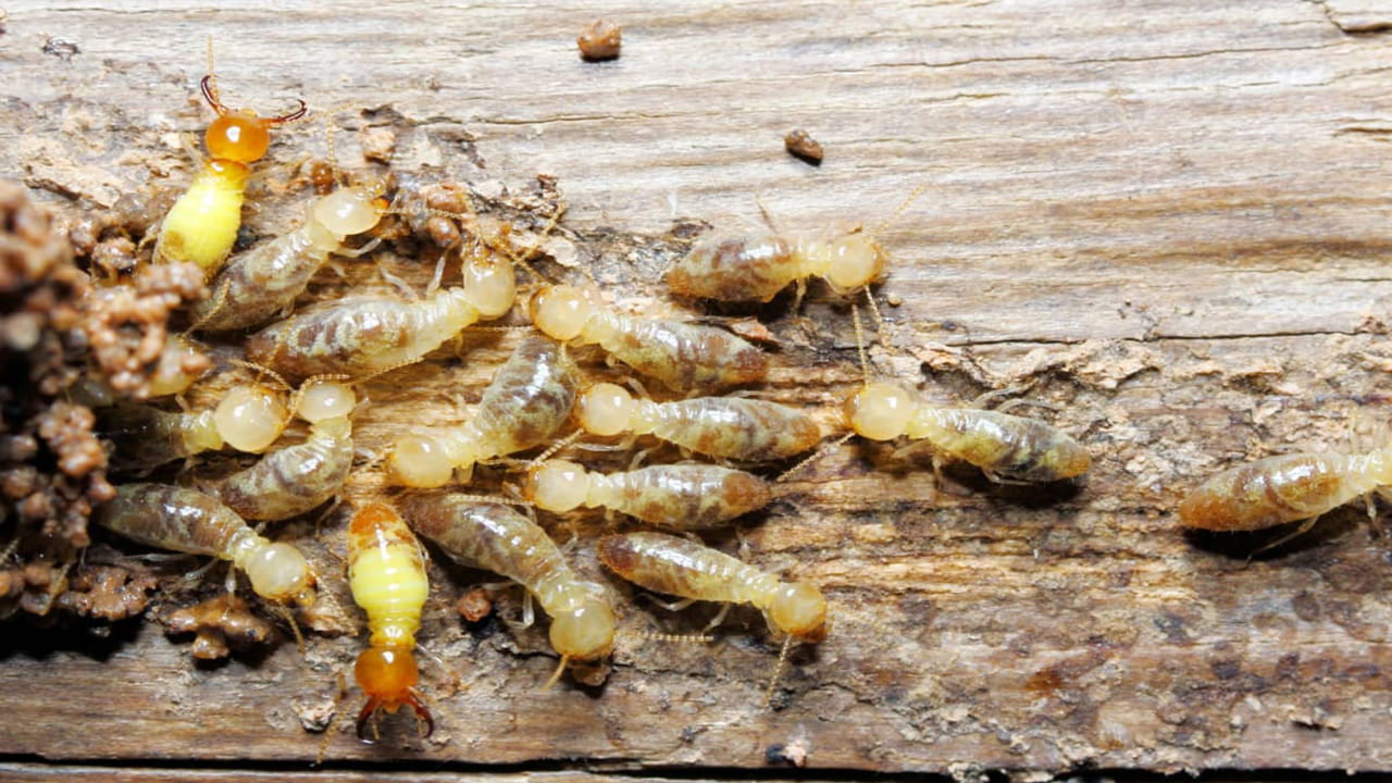 Termite Control Tips: మీ ఇంట్లో కూడా చెదపురుగులు ఉన్నాయా? సహజ పద్ధతుల్లో ఇలా నివారించండి