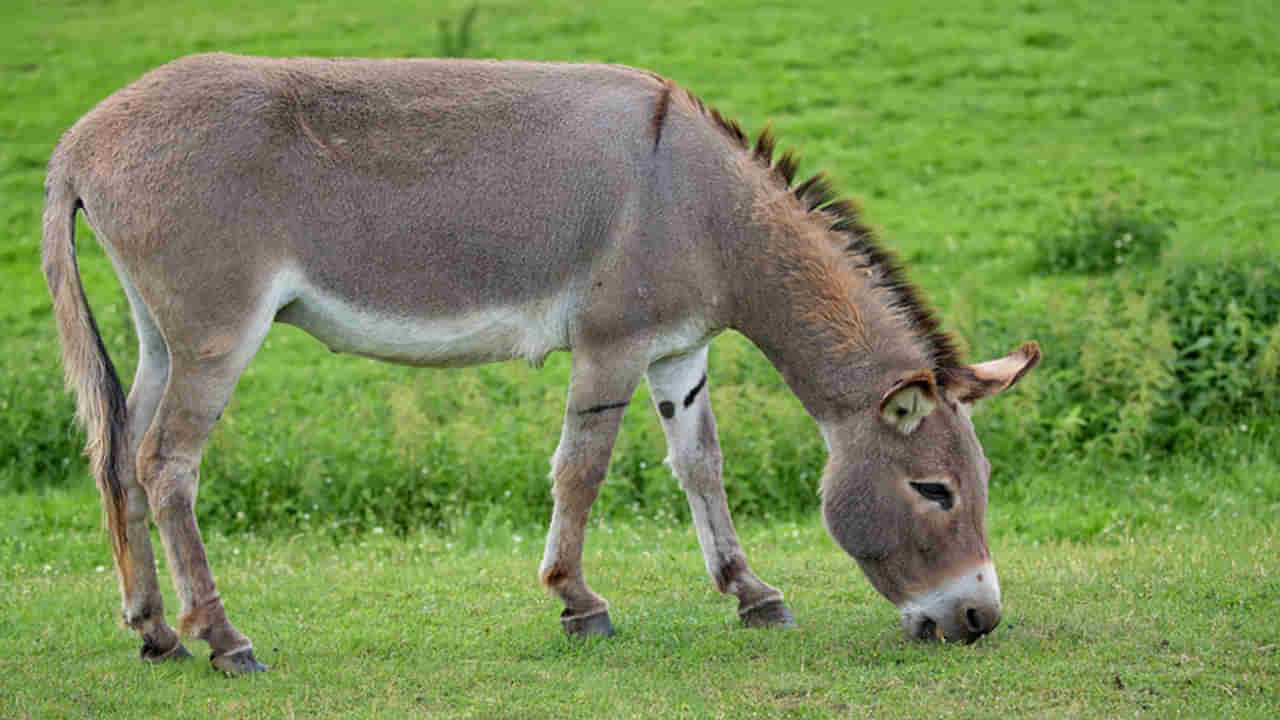 Donkey Milk: గాడిద పేరు చెప్పి రూ. 100 కోట్లు కొట్టేశారు.. దిమ్మతిరిగే షాక్‌..