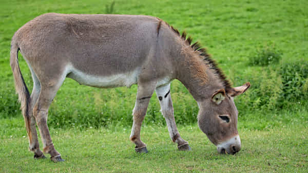 Donkey Milk: గాడిద పేరు చెప్పి రూ. 100 కోట్లు కొట్టేశారు.. దిమ్మతిరిగే షాక్..