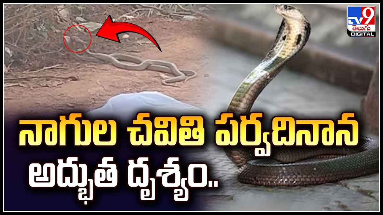 Viral: నాగుల చవితి పర్వదినాన అద్భుత దృశ్యం.! వీడియో వైరల్..