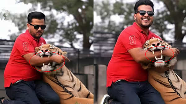 Viral Video: బాబోయ్.! పులితో పరాచకాలేంటి బాబాయ్.. చనువిస్తే యముడికి షేక్హ్యాండ్ ఇచ్చినట్టే