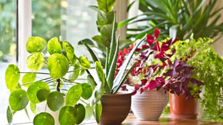 చలికాలంలో ప్రతిరోజూ ఉదయం ఖాళీ కడుపుతో స్పూన్ తేనె తింటే ఏమౌతుందో తెలుసా..?