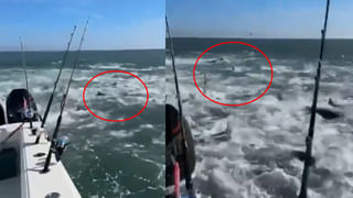 Viral Video: ఏం గుండెరా వాడిది..ఆ గుండె బతకాలి.! సింహాన్నే సుస్సుపోయించాడుగా..