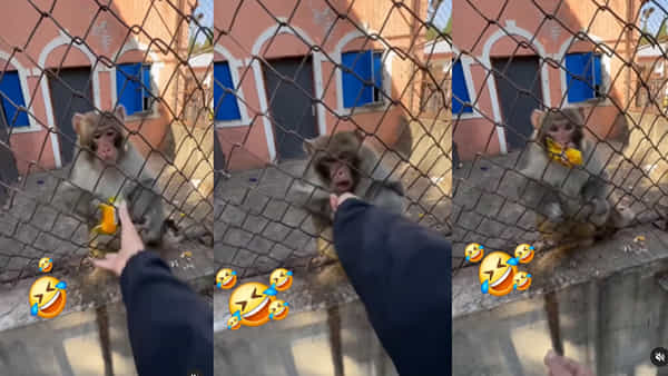 Viral Video: కోట్ల వ్యూస్ను సొంతం చేసుకున్న వీడియో.. బిస్కెట్ ప్యాకెట్ గురించి కోతి, మనిషి మధ్య పోటీ..