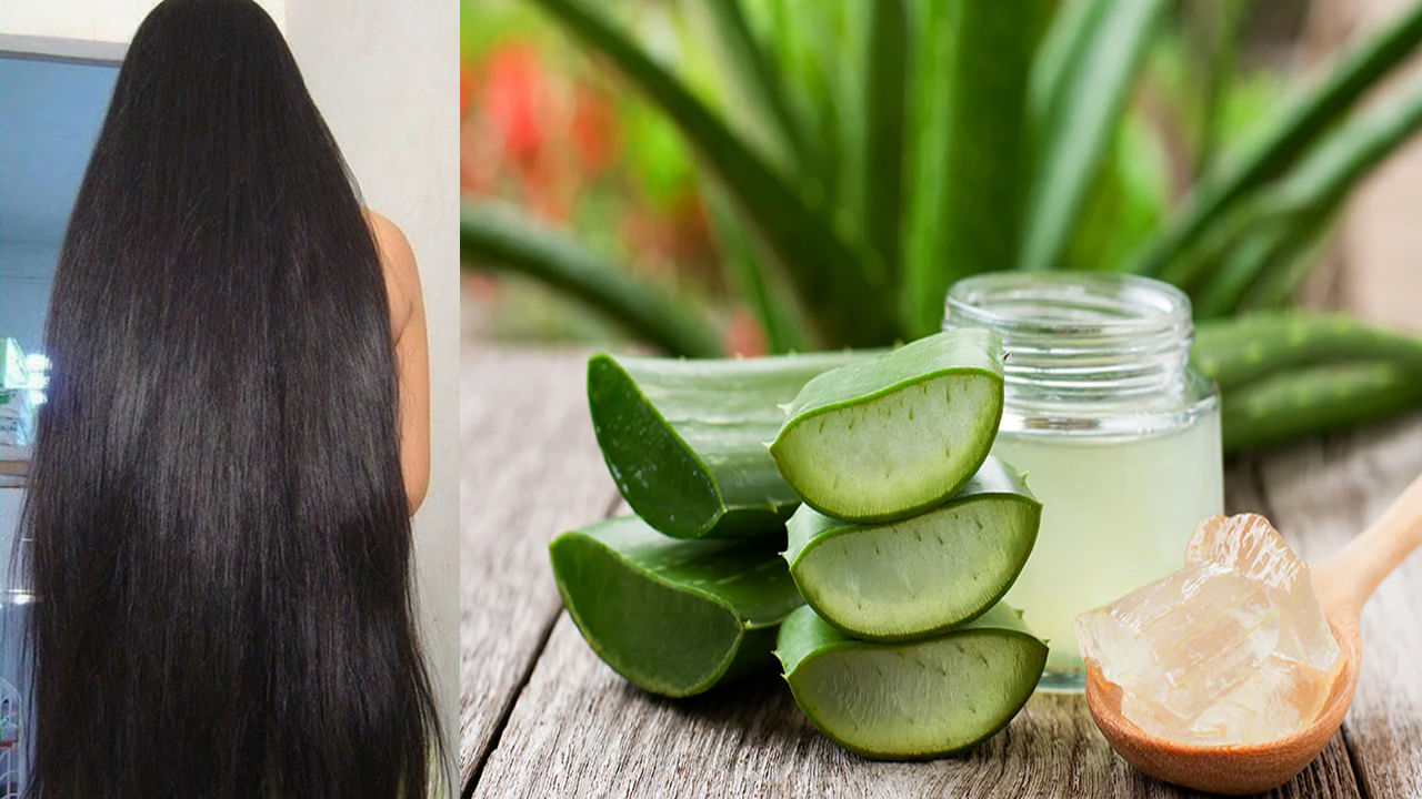 Winter Hair Care Tips: శీతాకాలంలో చుండ్రు నుంచి ఉపశమనం కోసం కలబందలో వీటిని కలిపి అప్లై చేయండి.. బెస్ట్ రిజల్ట్ మీ సొంతం..