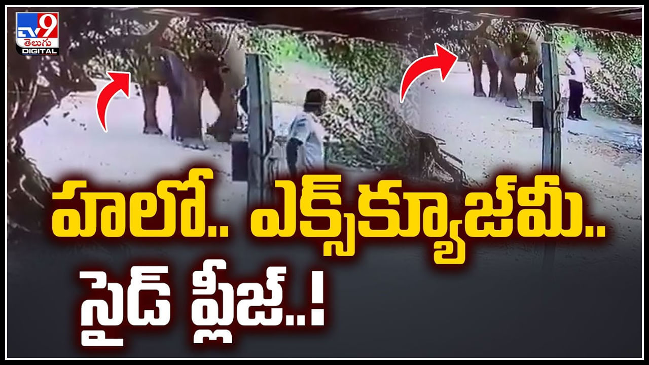 Viral: హలో.. ఎక్స్‌క్యూజ్‌మీ.. సైడ్‌ ప్లీజ్‌.! ఏనుగు సిగ్నల్స్ మాములుగా లేవుగా.. వీడియో.