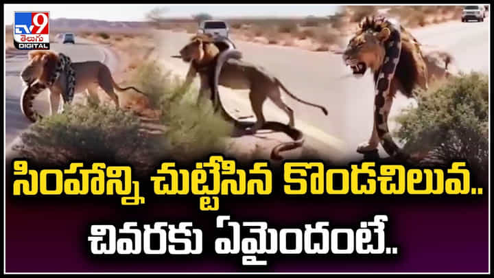 కొండచిలువ చుట్టేయడంతో ఊపిరాడక విలవిల్లాడిన సింహం.. వీడియో. కొండచిలువ చుట్టేయడంతో ఊపిరాడక విలవిల్లాడిన సింహం.. వీడియో.