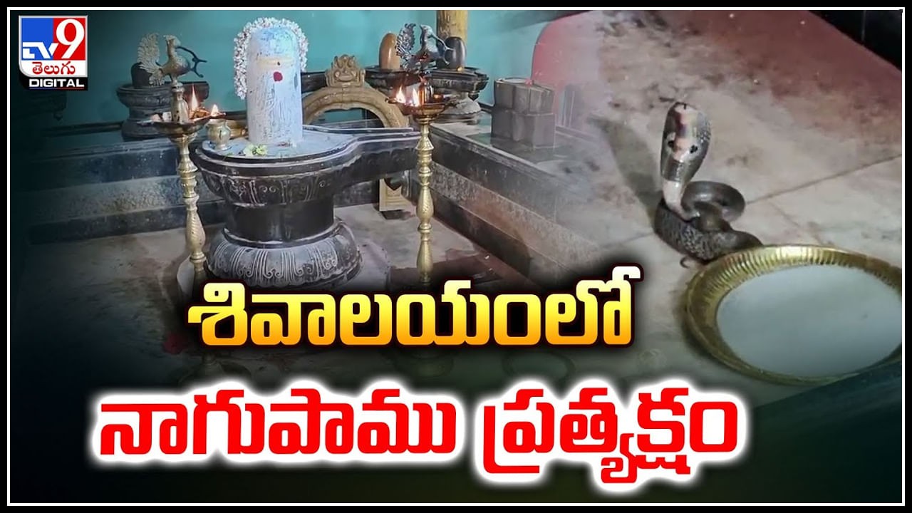 Watch: శివాలయంలో నాగుపాము ప్రత్యక్షం.. గర్భగుడిలో పడగవిప్పి.. వీడియో.