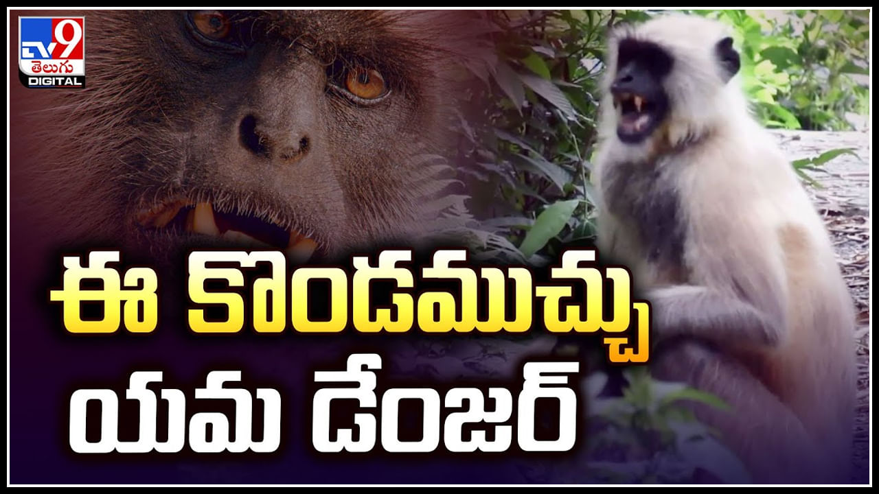 Viral: ఈ కొండముచ్చు యమ డేంజర్‌.! ఏకంగా ఓ ఊరినే భయపెడుతున్న కొండముచ్చు..