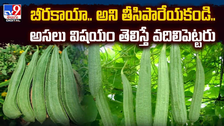 బీరకాయా.. అని తీసిపారేయకండి.. అసలు విషయం తెలిస్తే వదిలిపెట్టరు బీరకాయా.. అని తీసిపారేయకండి.. అసలు విషయం తెలిస్తే వదిలిపెట్టరు