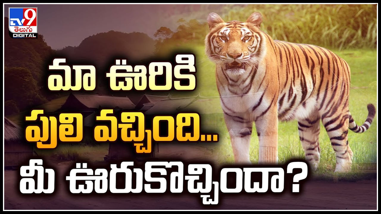 Tiger Video: మా ఊరికి పులి వచ్చింది.. మీ ఊరుకొచ్చిందా.? అదే పులి పలు చోట్ల..