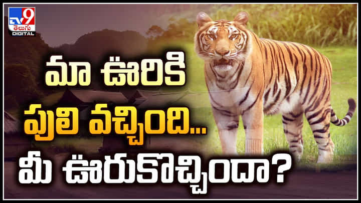 Tiger Video: మా ఊరికి పులి వచ్చింది.. మీ ఊరుకొచ్చిందా.? అదే పులి పలు చోట్ల.. Tiger Video: మా ఊరికి పులి వచ్చింది.. మీ ఊరుకొచ్చిందా.? అదే పులి పలు చోట్ల..