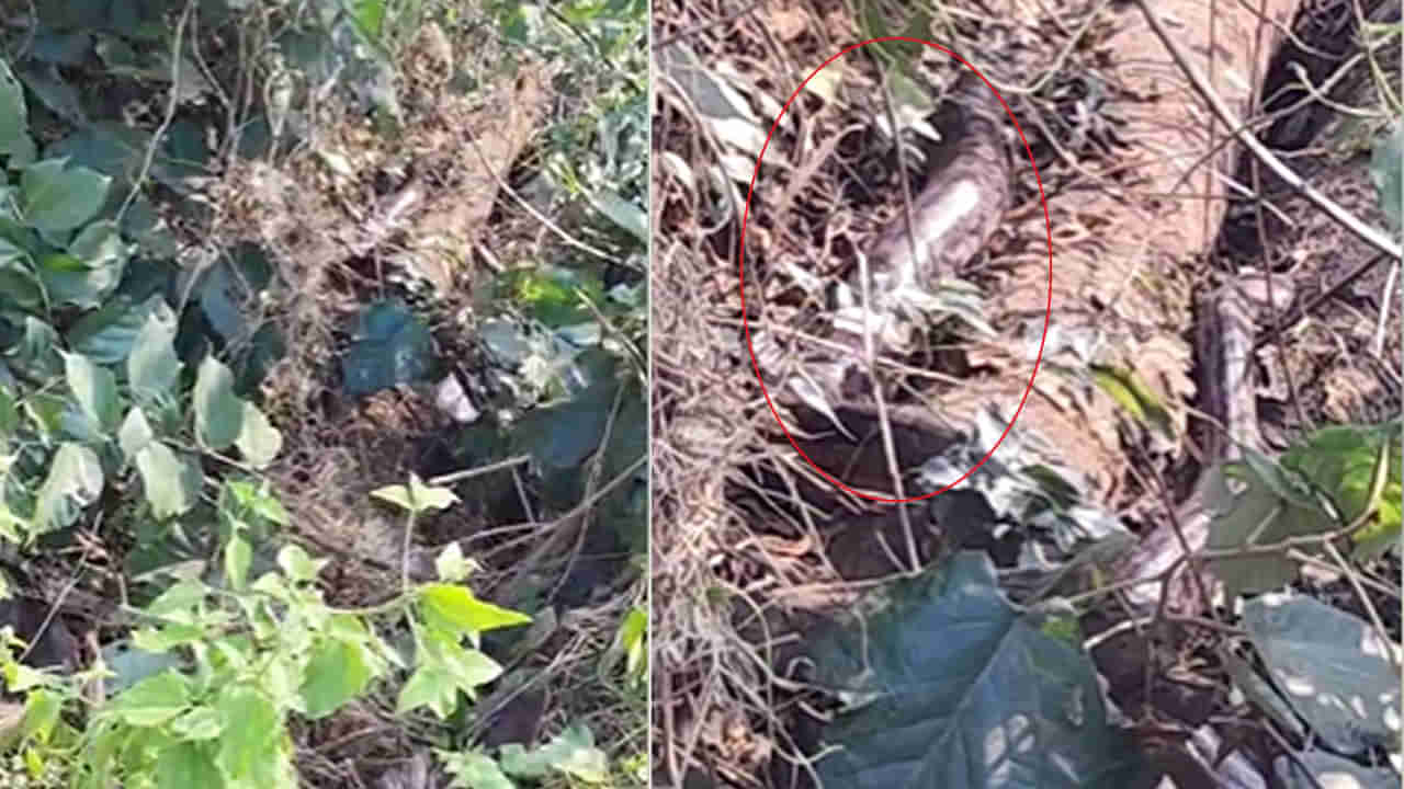 AP News: శివారు పొలంలో పని చేస్తుండగా ఏదో అలికిడి.. అటు వెళ్లి చూడగా బిత్తరపోయిన రైతు